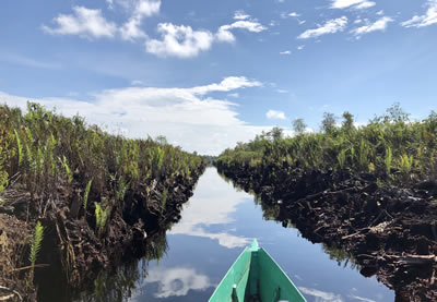 Peat forest crop