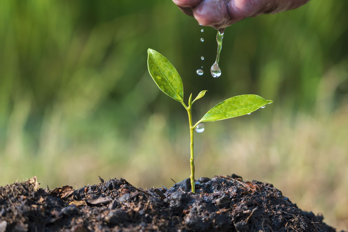 India reforestation