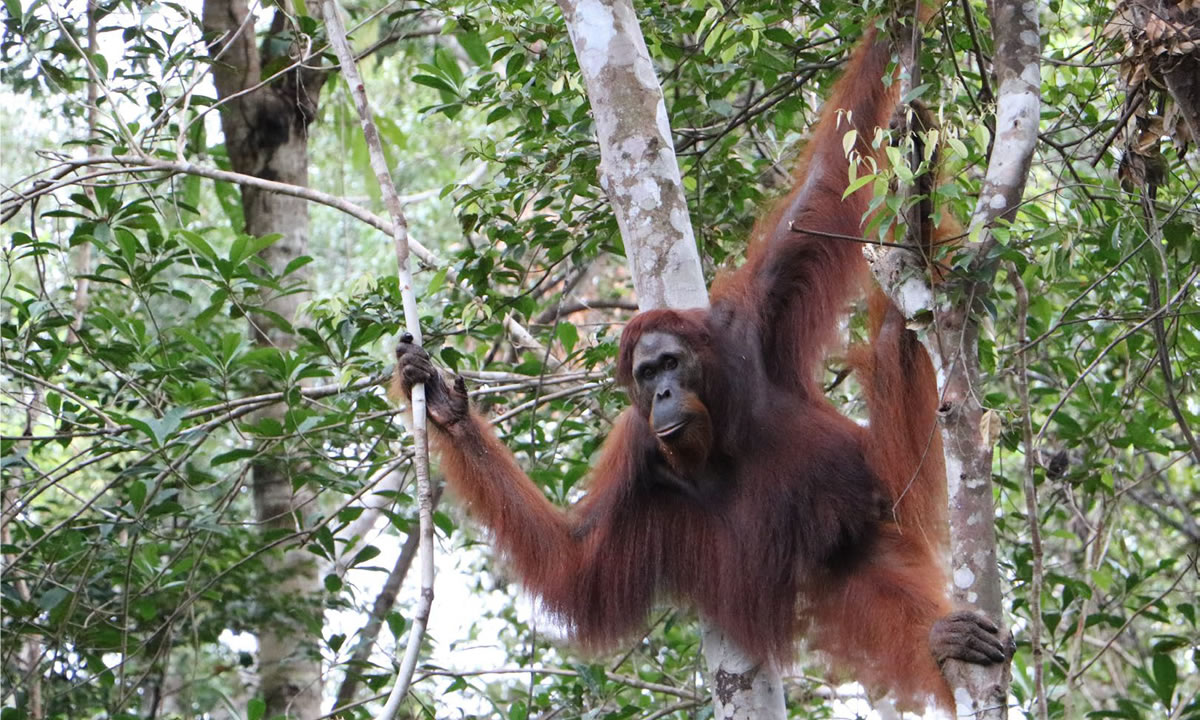 orangutan